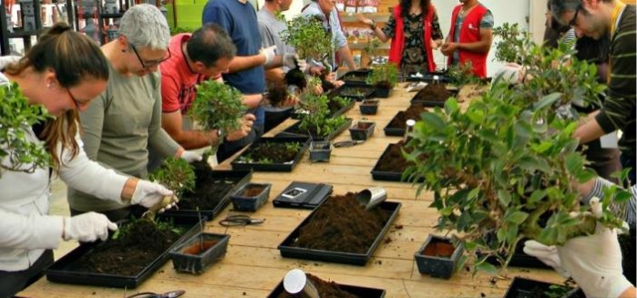 Cultura Japonesa Bonsai